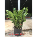 Indoor Living Plant Zamioculcas zamiifolia in lower price Supplier